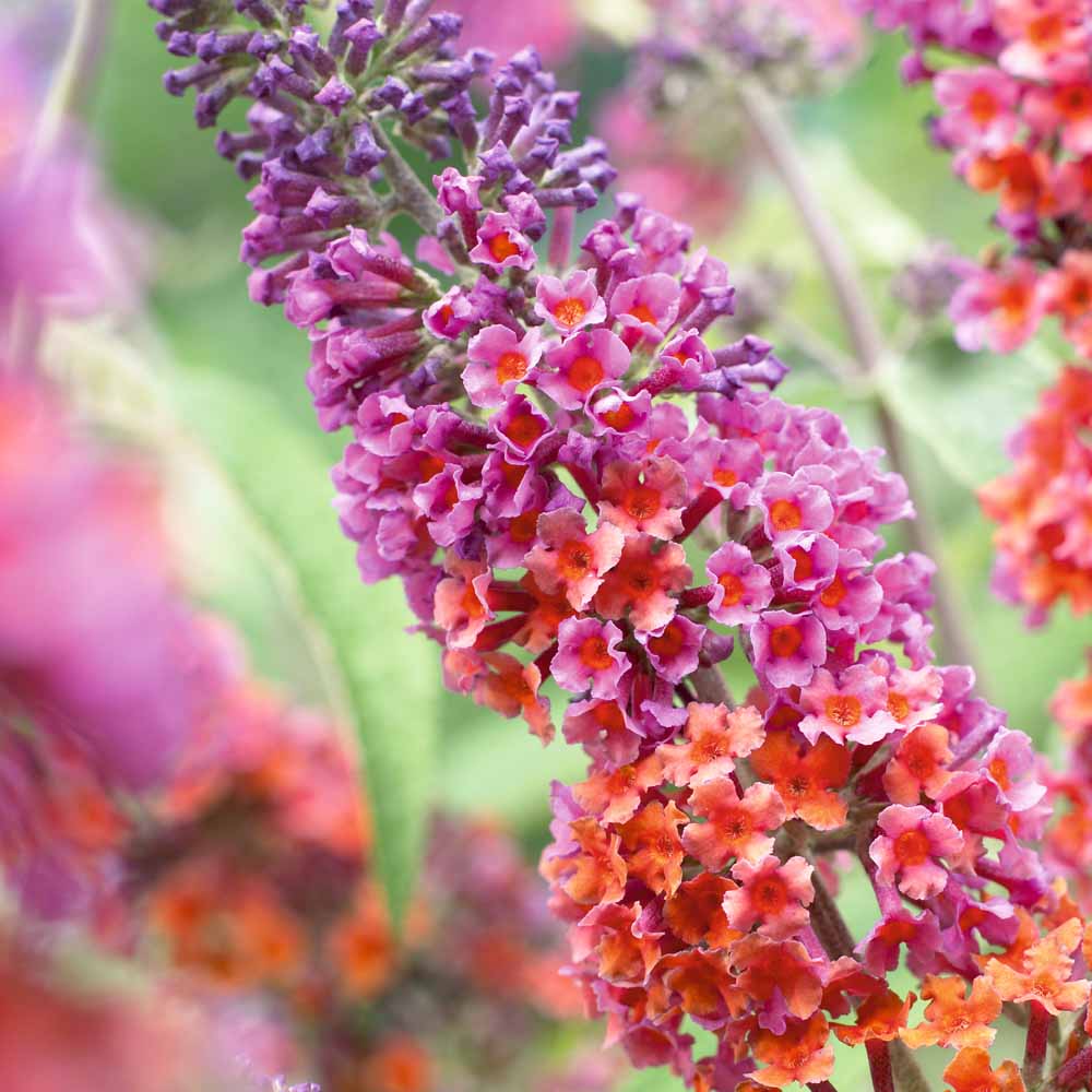 Buddleja (Illatos nyáriorgona)